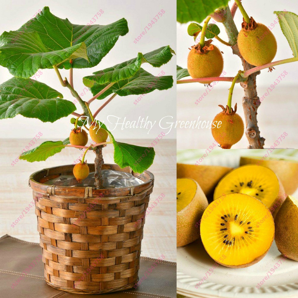 HẠT GIỐNG KIWI LÙN VÀNG - 20 hạt/ gói