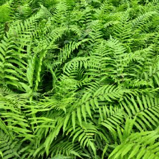 5Cây dương xỉ thơm lá nhỏ
