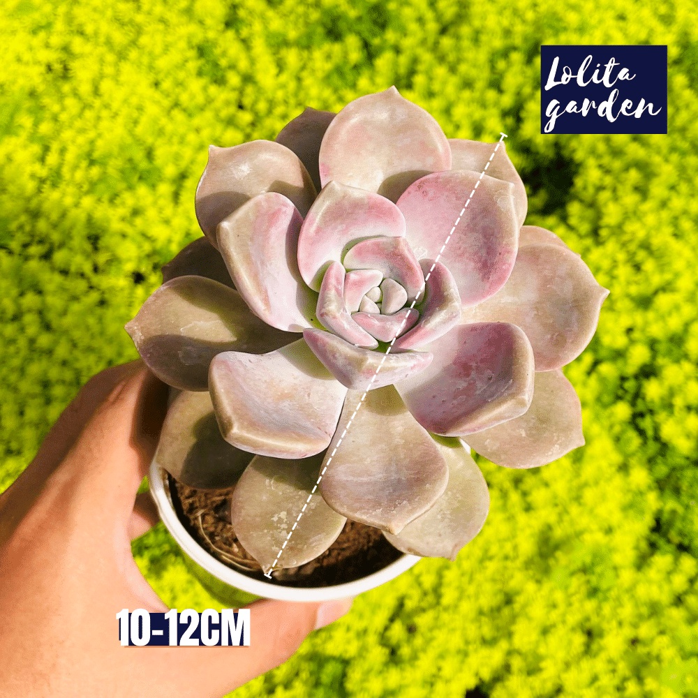 Sen đá hồng mập Đà Lạt size trung bình cây cảnh trang trí nhà cửa Lolita garden
