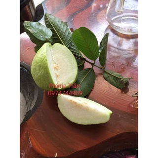 Ổi thanh hà - hải dương