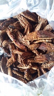 Chuối hột chín