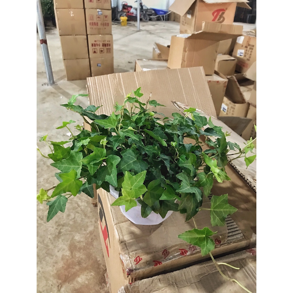 Cây thường xuân trồng chậu treo, cây có sức sống cực tốt nhiều nhánh lá xanh tươi quanh năm và dễ chăm sóc
