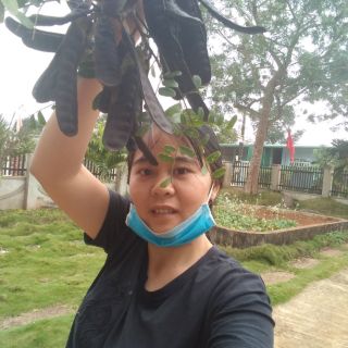 1 Kg bồ kết trái