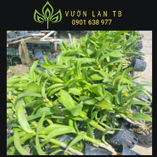 Denro nắng cred sắp hoa