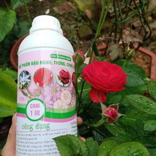 Sét 2 chai đậu nành ủ trứng chuối Humic và dịch chuối trứng