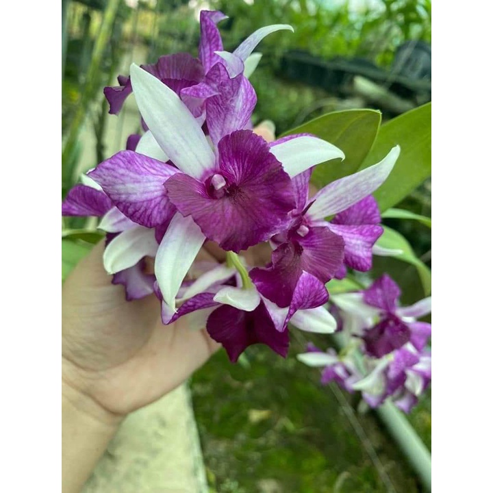 Hoa lan den lai thủy tiên