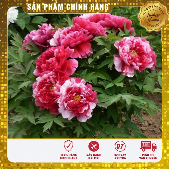 Hạt Giống Hoa Mẫu Đơn Kép Mix ( Gói 05 Hạt)
