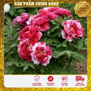 Hạt Giống Hoa Mẫu Đơn Kép Mix ( Gói 05 Hạt)