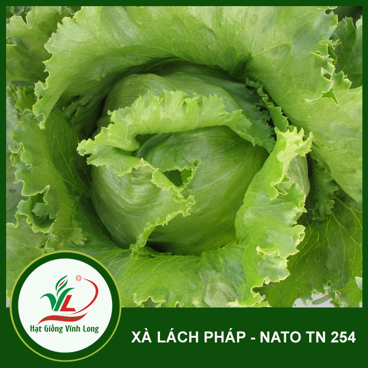 Hạt giống Xà lách Pháp - NATO TN 254 - 1g
