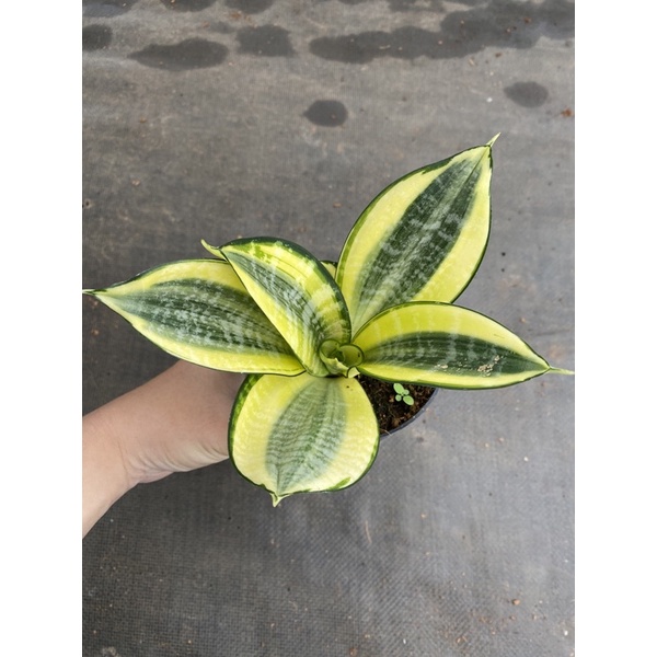 Chậu cứng Lưỡi hổ vàng Hahnii