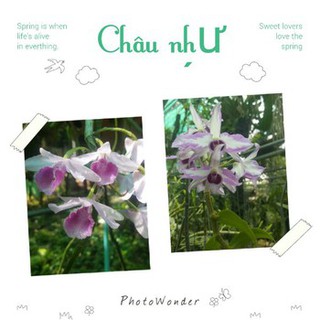 Phong lan Giả hạc Chớp mỹ x Châu như cây giống