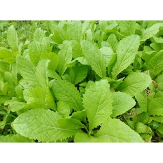 Hạt giống Cải mơ Hoàng Mai 🍀