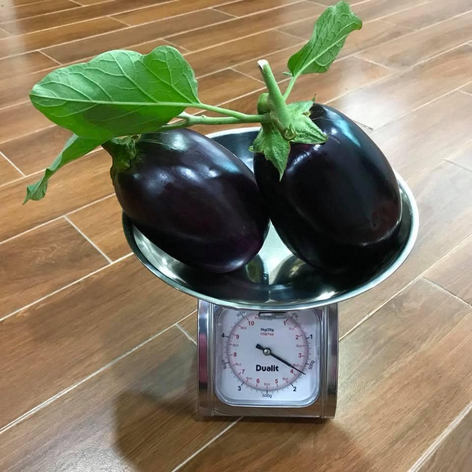 Hạt giống cà tím Nhật Bản Kuro - tỷ lệ nảy mầm 95%
