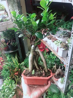 Chậu Cây Si Bonsai