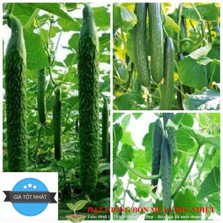 Hạt Giống Dưa Leo NHẬT BẢN - 10 hạt