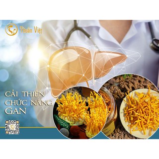 Đông trùng hạ thảo Thuần Việt