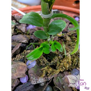 Lan Phi Điệp 🍀FREESHIP🍀 5 Cánh Trắng Bảo Duy [ Ươm Kie ]
