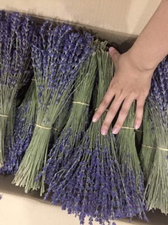 Hoa lavender - Hoa Pháp đủ bill