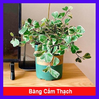 Cây bàng cẩm thạch - cây cảnh để bàn - caykiengsadec
