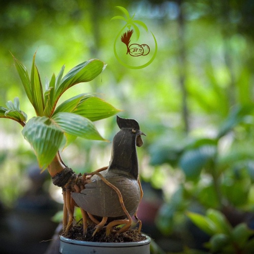 Phôi Trái Dừa Giống Lên Mầm | Làm Dừa Bonsai - Dáng Dứng và Nghiêng - Trái Dừa Tròn Đẹp - Mầm Tươi Tốt