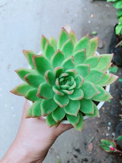 Sen Đá Viền Đỏ