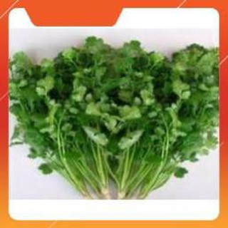 HẠT GIỐNG MÙI TÍA CAO SẢN
