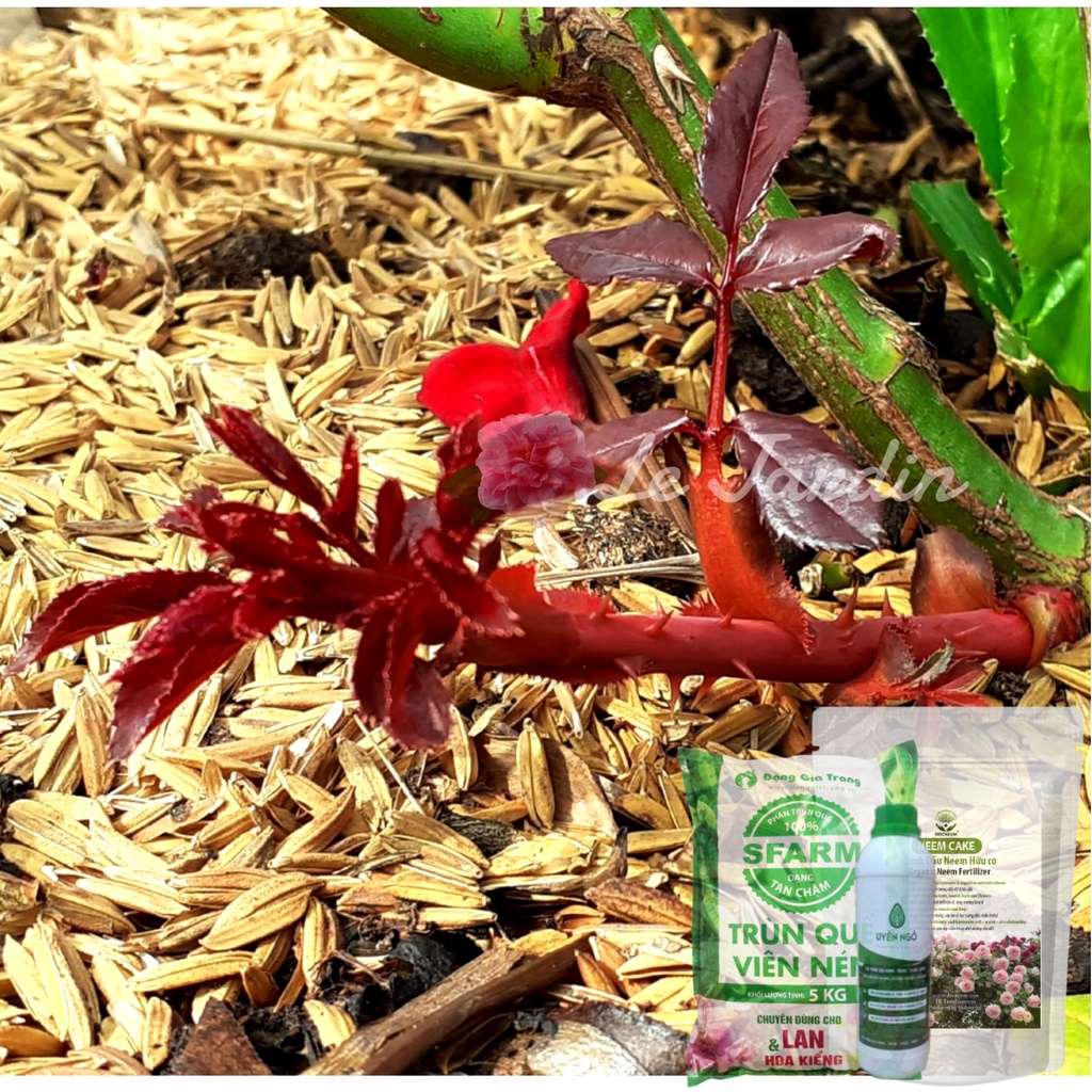 [ COMBO CHĂM SÓC TOÀN DIỆN ] Phân Trùn Quế + Rong Biển + Dịch Đậu Nành - Trứng - Chuối - Humic + Giấm Gỗ + Neem Oil