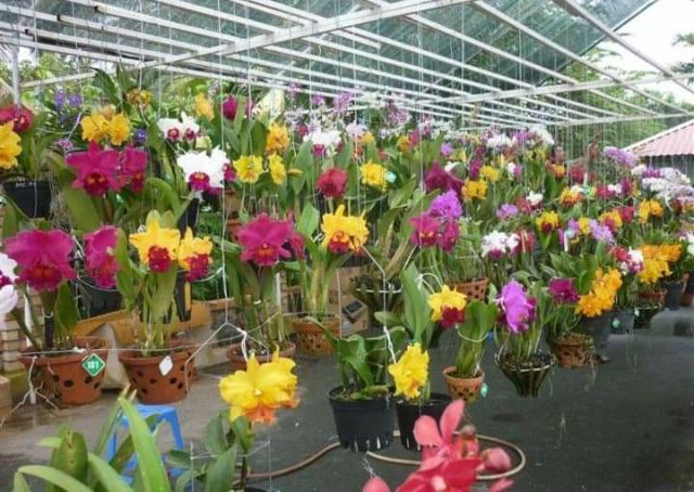 Cattleya cây giống mix màu