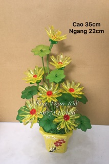 Chậu hoa súng
