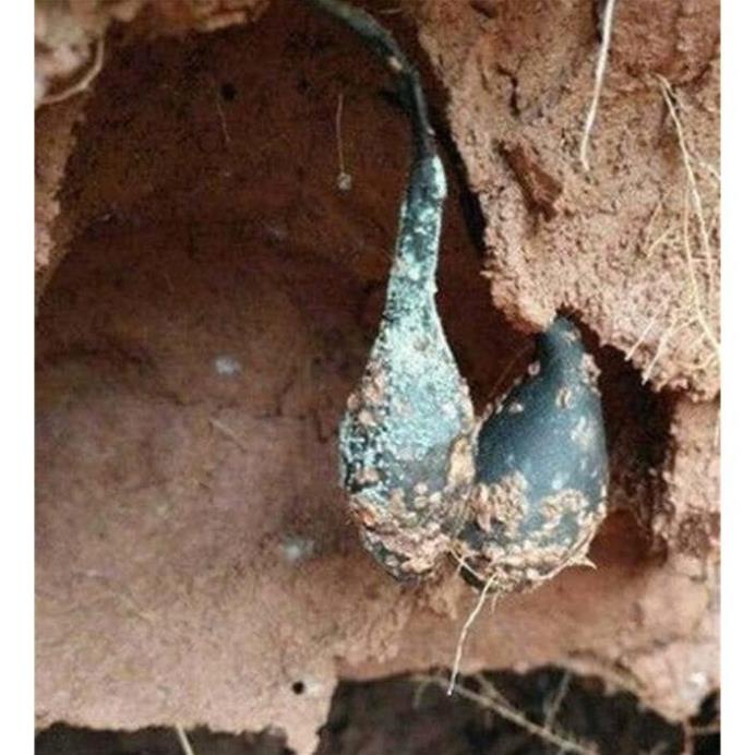 [GIÁ SỈ] 100gr sâm ô linh tươi - Cao cấp | BigBuy360 - bigbuy360.vn