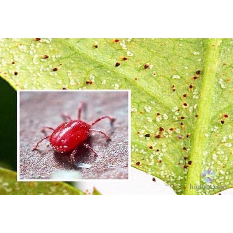 Combo trĩ, nhện đỏ hoa hồng