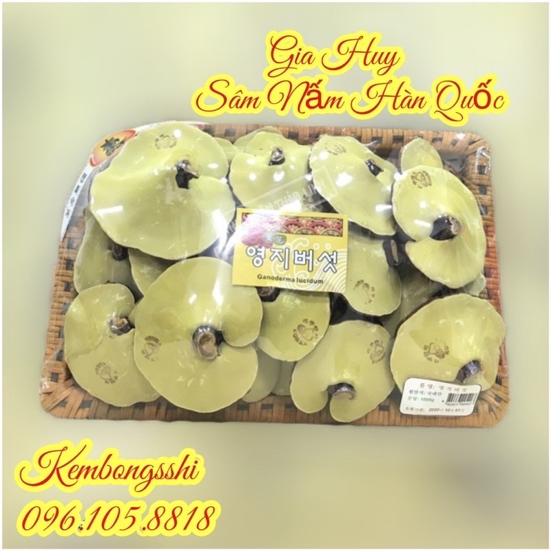 [SỈ TẬN GỐC] Nấm linh chi Vàng dạng khay HÀN QUỐC