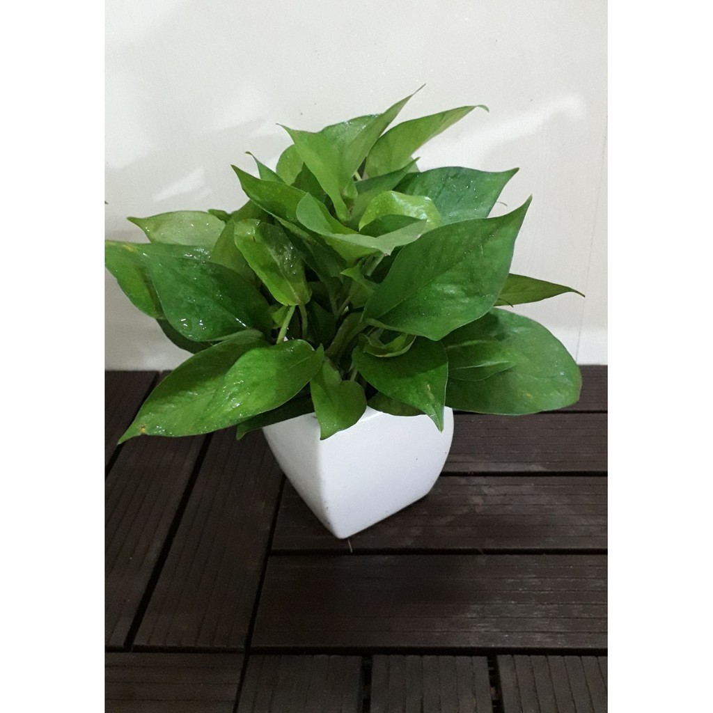 Cây Trầu bà để bàn