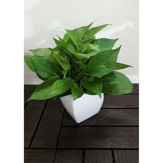 Cây Trầu bà để bàn