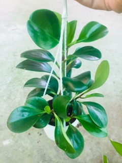 TRƯỜNG SINH XANH CHẬU TREO MINI