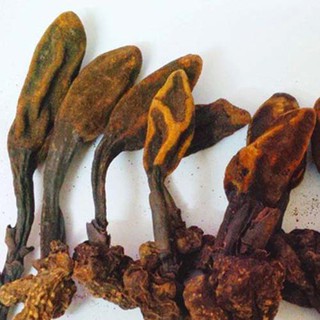 NẤM NGỌC CẨU RỪNG KHÔ, HÀNG CHỌN LOẠI 1, CAM KẾT CHẤT LƯỢNG