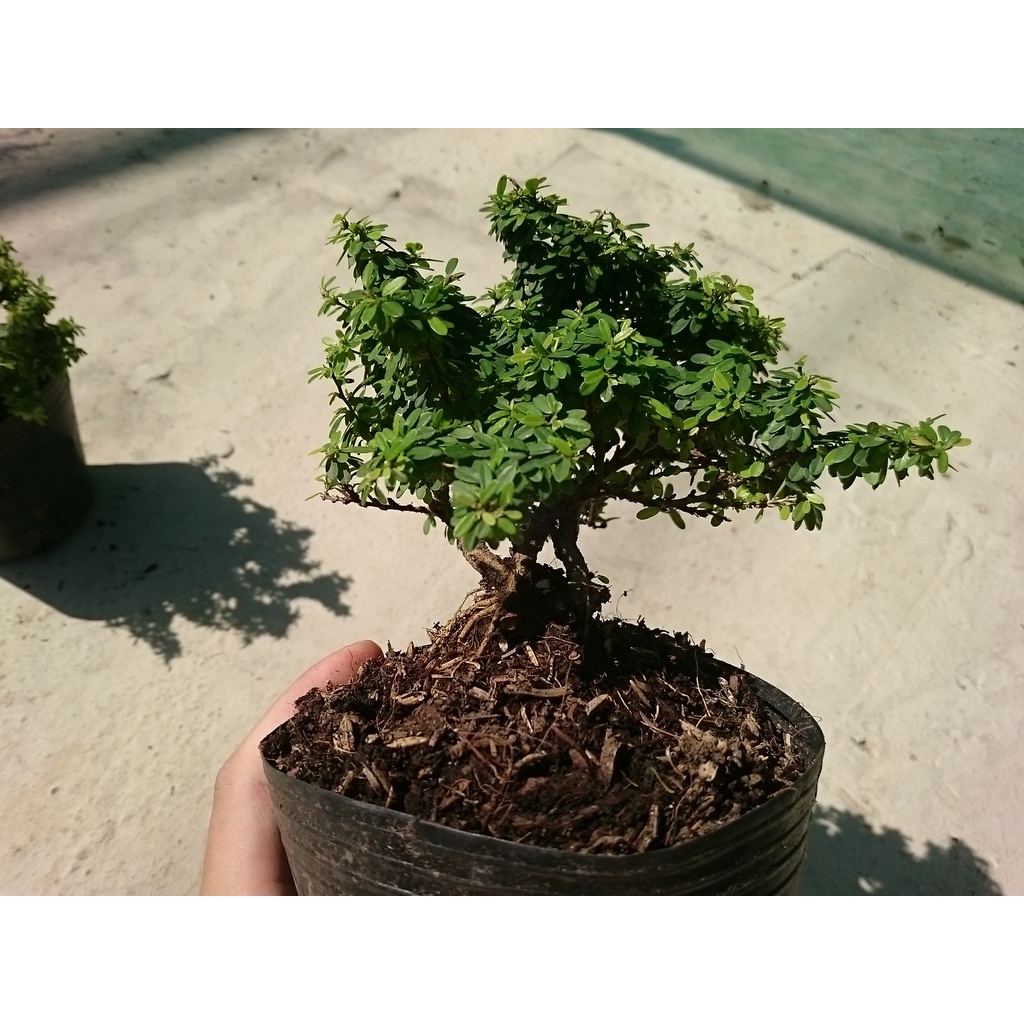 Cây Linh Sam Bonsai - cây cảnh bonsai - caykiengsadec