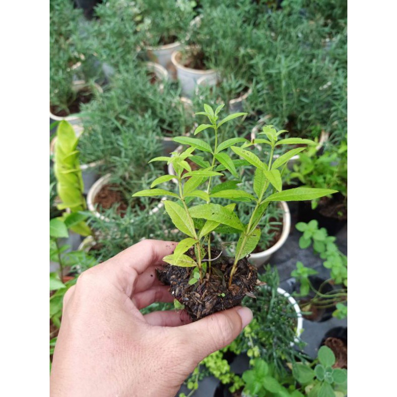 Bạc hà sả chanh Pháp  - bầu cây giống