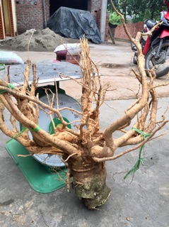 Củ đinh lăng 5,5kg