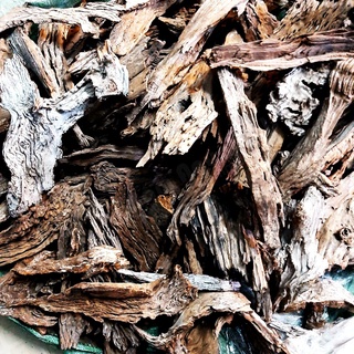Lũa săn đá làm cảnh trong hồ thuỷ sinh