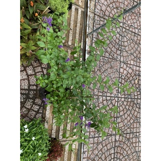 combo cây chuổi ngọc và bụp thái