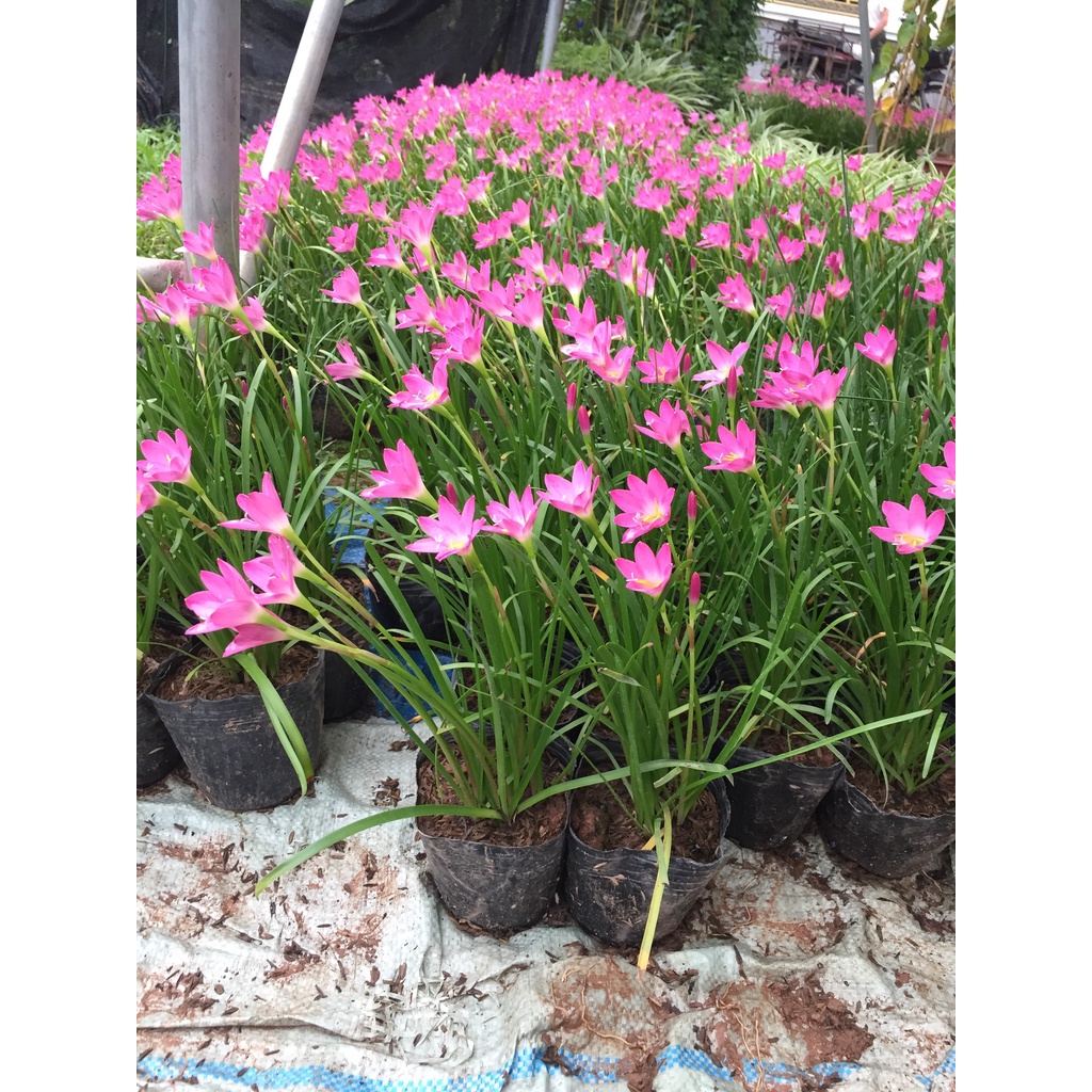 Cây tóc tiên,huệ mưa bầu nhỏ sẵn hoa trồng trang trí cảnh quan sân vườn@