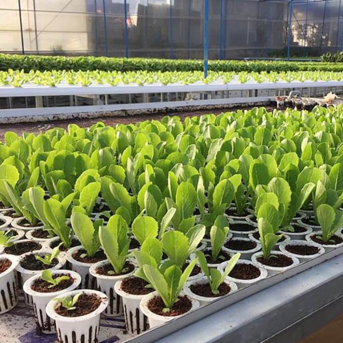 Bán Cặp dung dịch dinh dưỡng thủy canh HydroUmat cho rau ăn lá hoặc loại ăn củ quả. Bộ 1lit gồm 2 chai mỗi chai 500ml ch