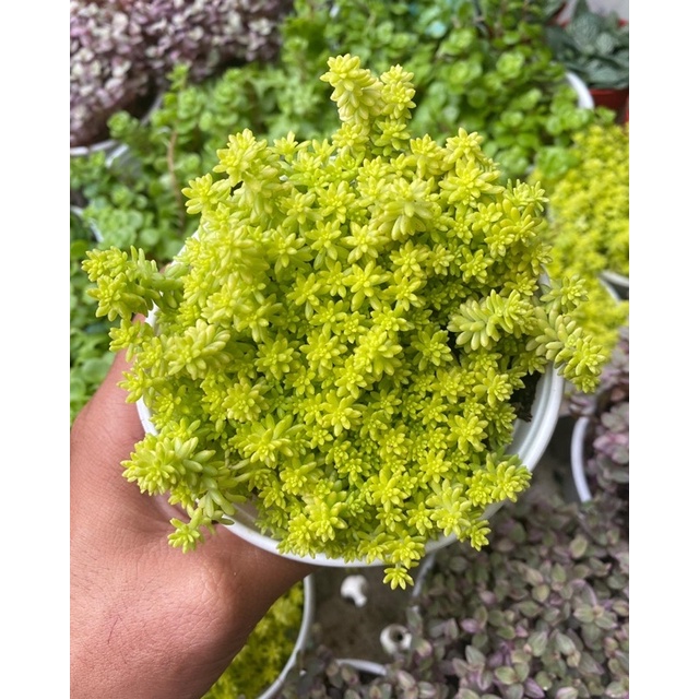 🌻 Sen Đá Cỏ Sedum Vàng, Lady Pinky, Sedum Vảy Cá FULL Chậu