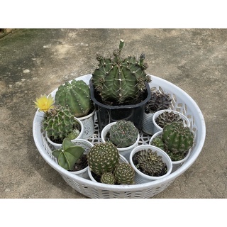 Combo xương rồng l