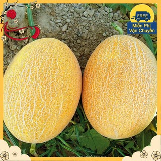 Hạt Giống Dưa Lưới Vàng F1