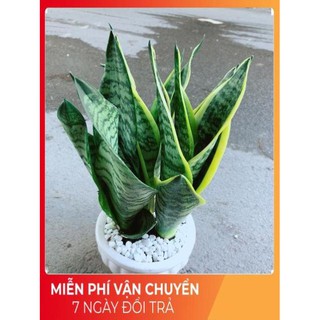 Chậu Lưỡi Hổ