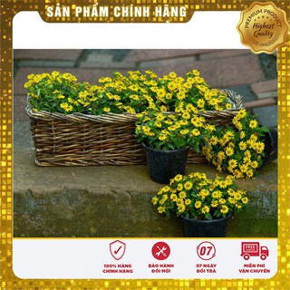 Hạt Giống Cúc Mặt Trời(50-100 hạt)