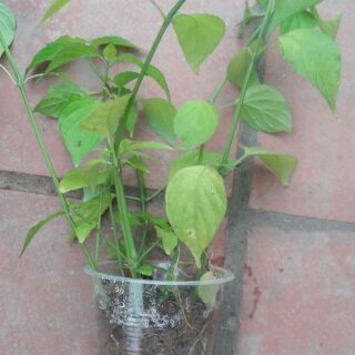 Combo 8 cây cẩm đỏ+7 cây cẩm tím + 1 cây lá nếp ( ươm trong bầu đất)