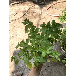 Chậu cây Bạc Hà Âu - Pepper Mint [Đã bật Hoả Tốc]